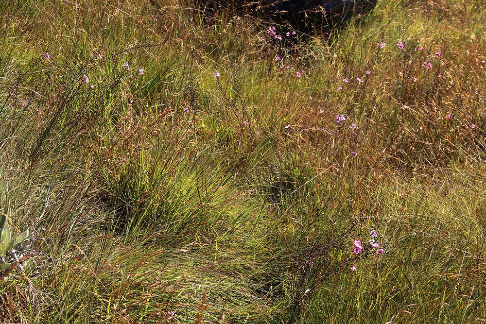 Sopubia mannii var. tenuifolia