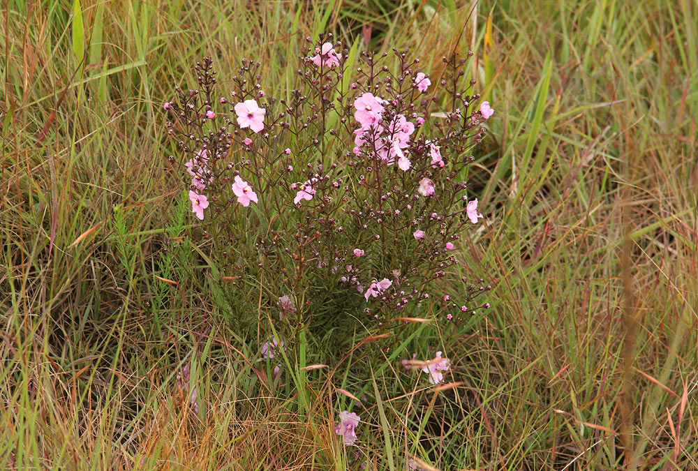 Sopubia mannii var. tenuifolia