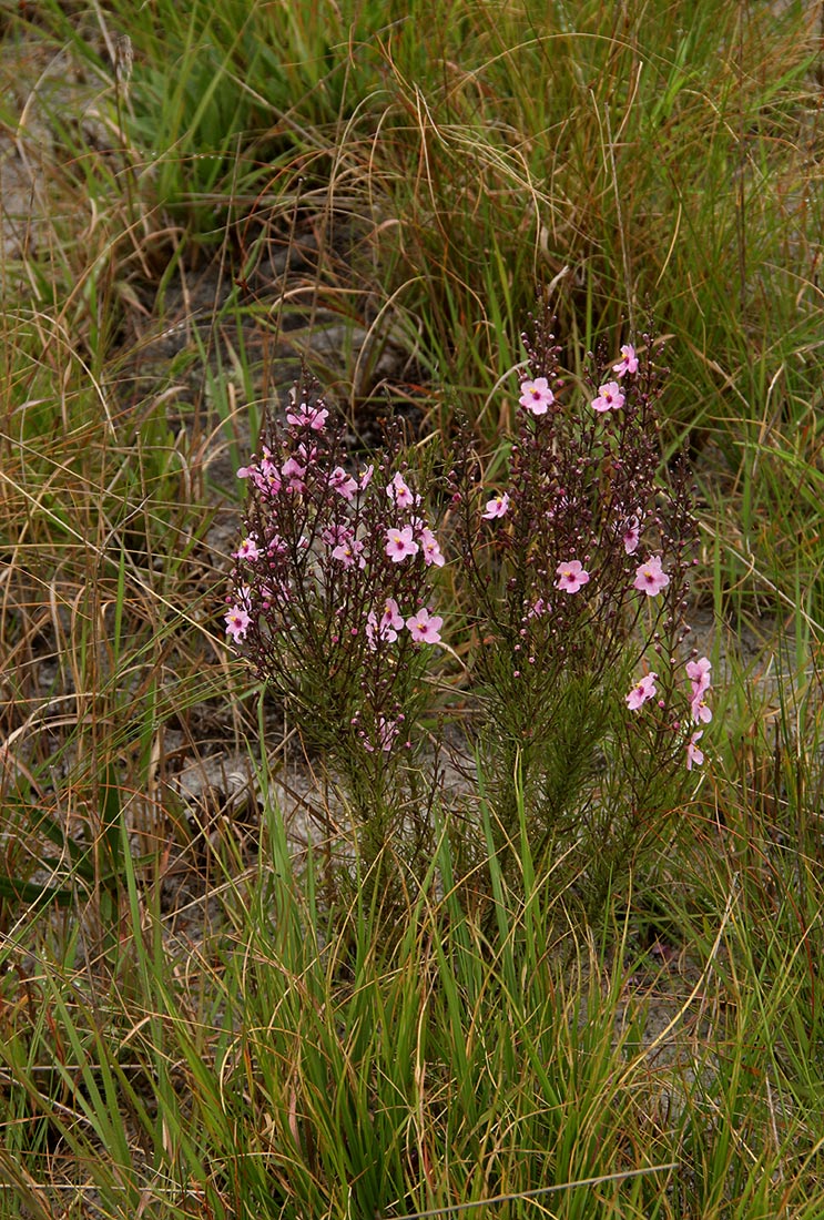 Sopubia mannii var. tenuifolia