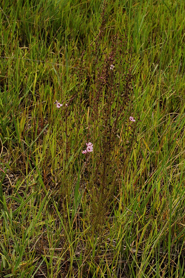 Sopubia mannii var. tenuifolia