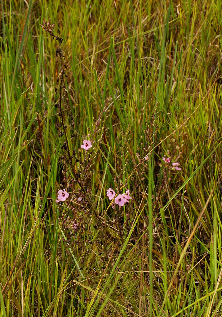 Sopubia mannii var. tenuifolia