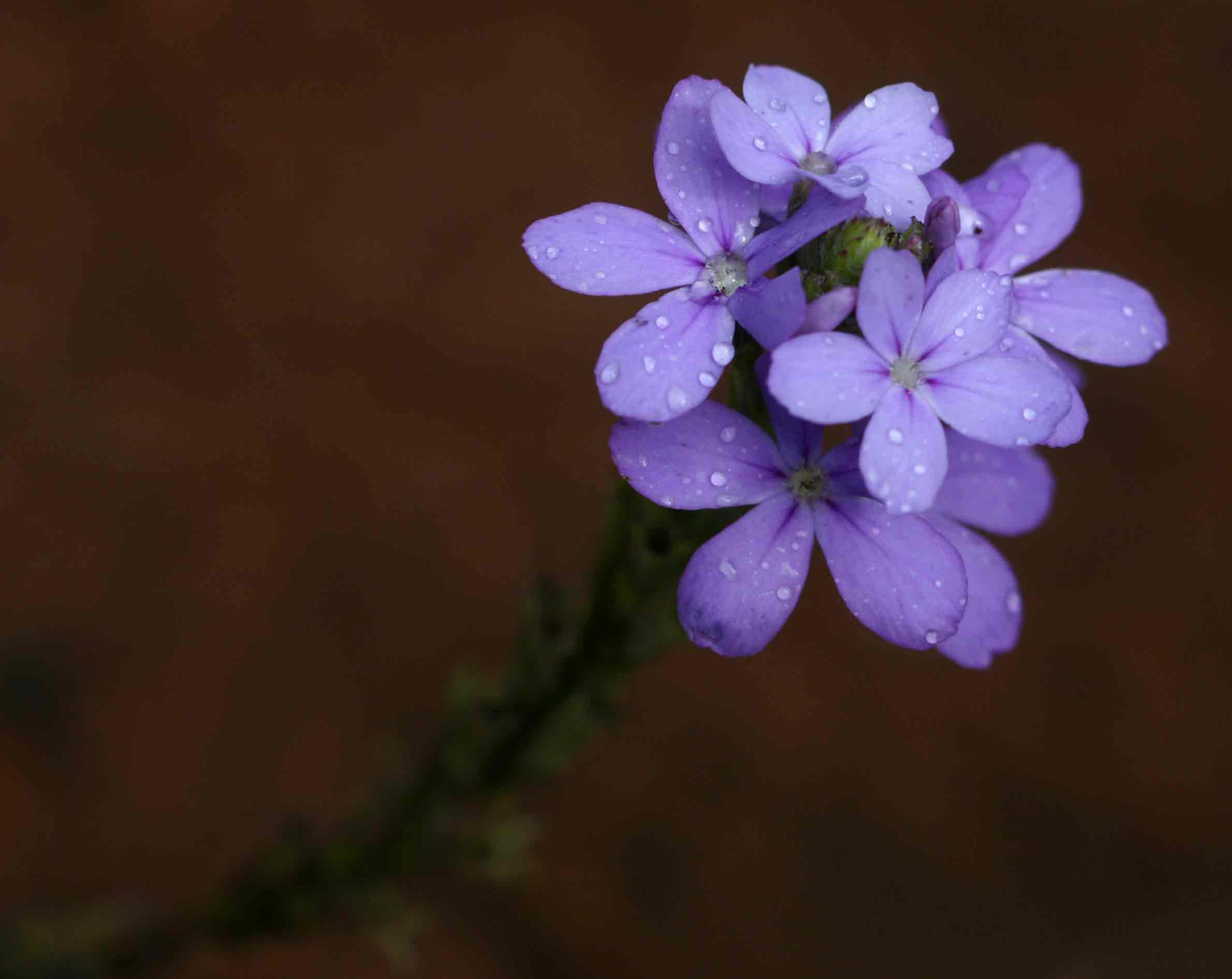 Buchnera longispicata