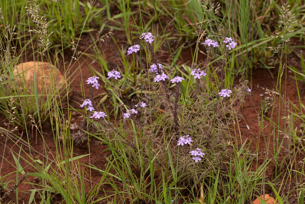 Buchnera longispicata