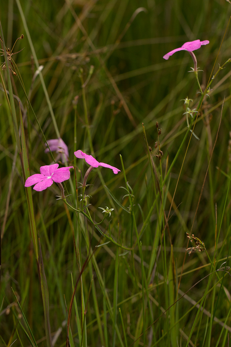 Cycnium tubulosum Cycnium tubulosum