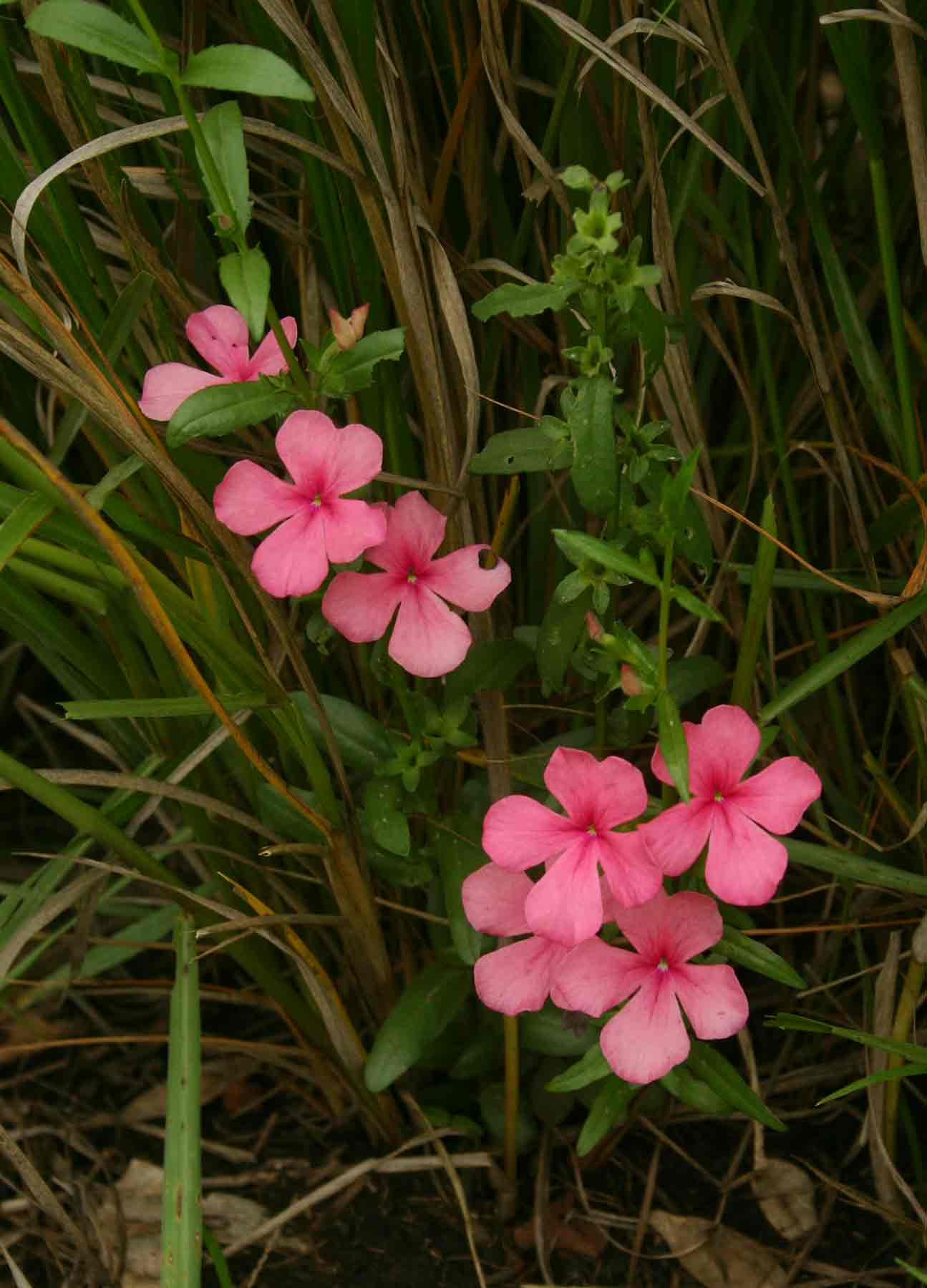 Cycnium tubulosum Cycnium tubulosum