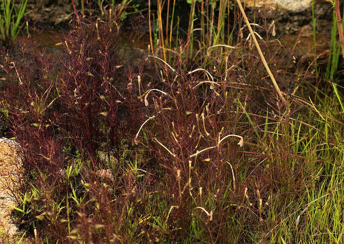 Rhamphicarpa fistulosa Rhamphicarpa fistulosa