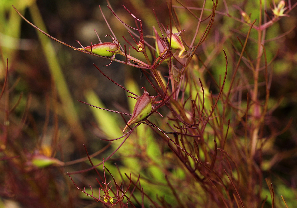 Rhamphicarpa fistulosa Rhamphicarpa fistulosa