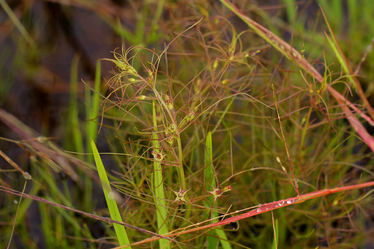 Rhamphicarpa fistulosa