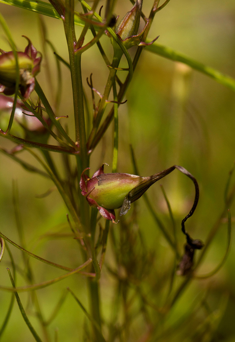 Rhamphicarpa fistulosa