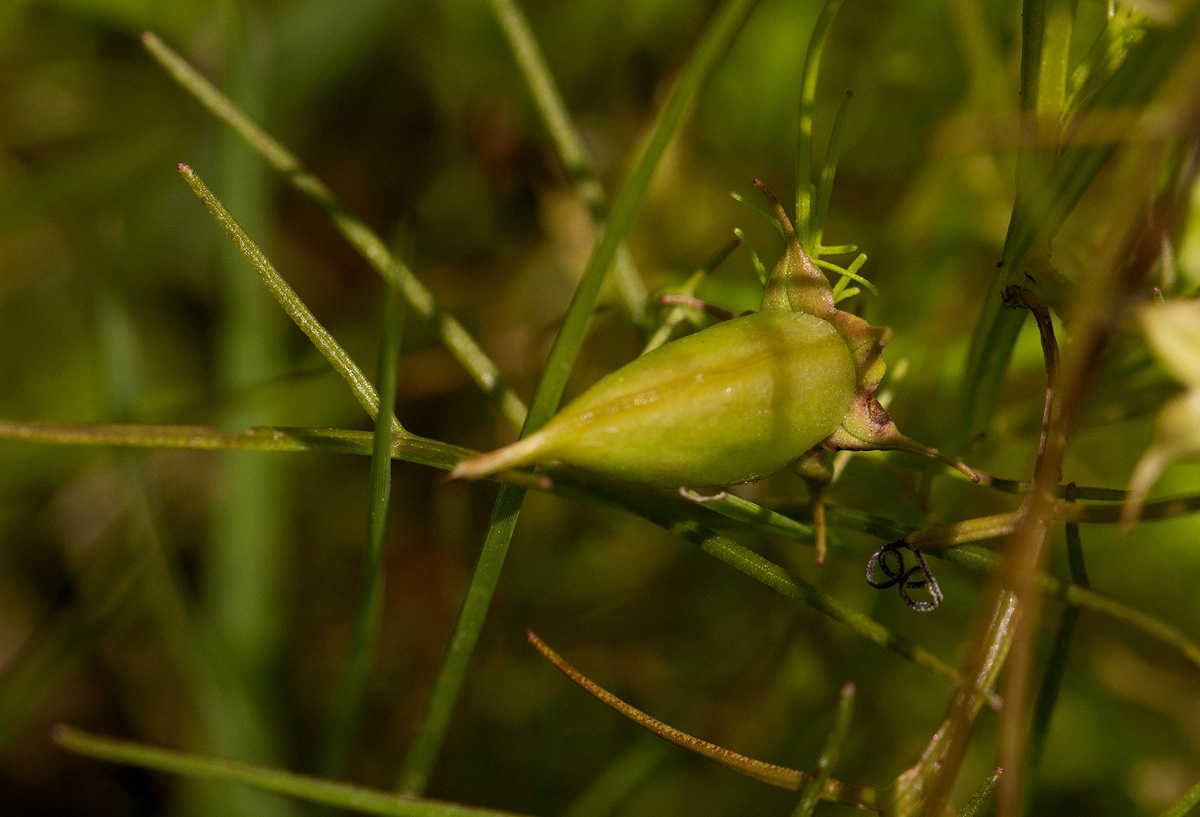 Rhamphicarpa fistulosa