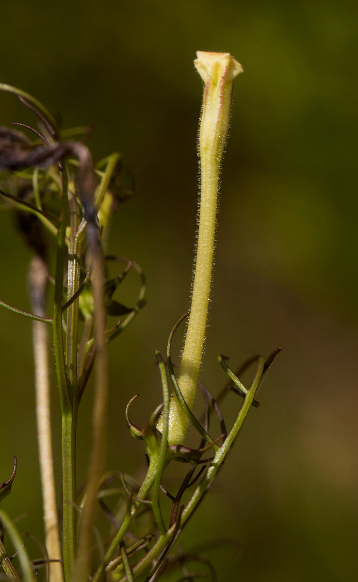 Rhamphicarpa fistulosa Rhamphicarpa fistulosa