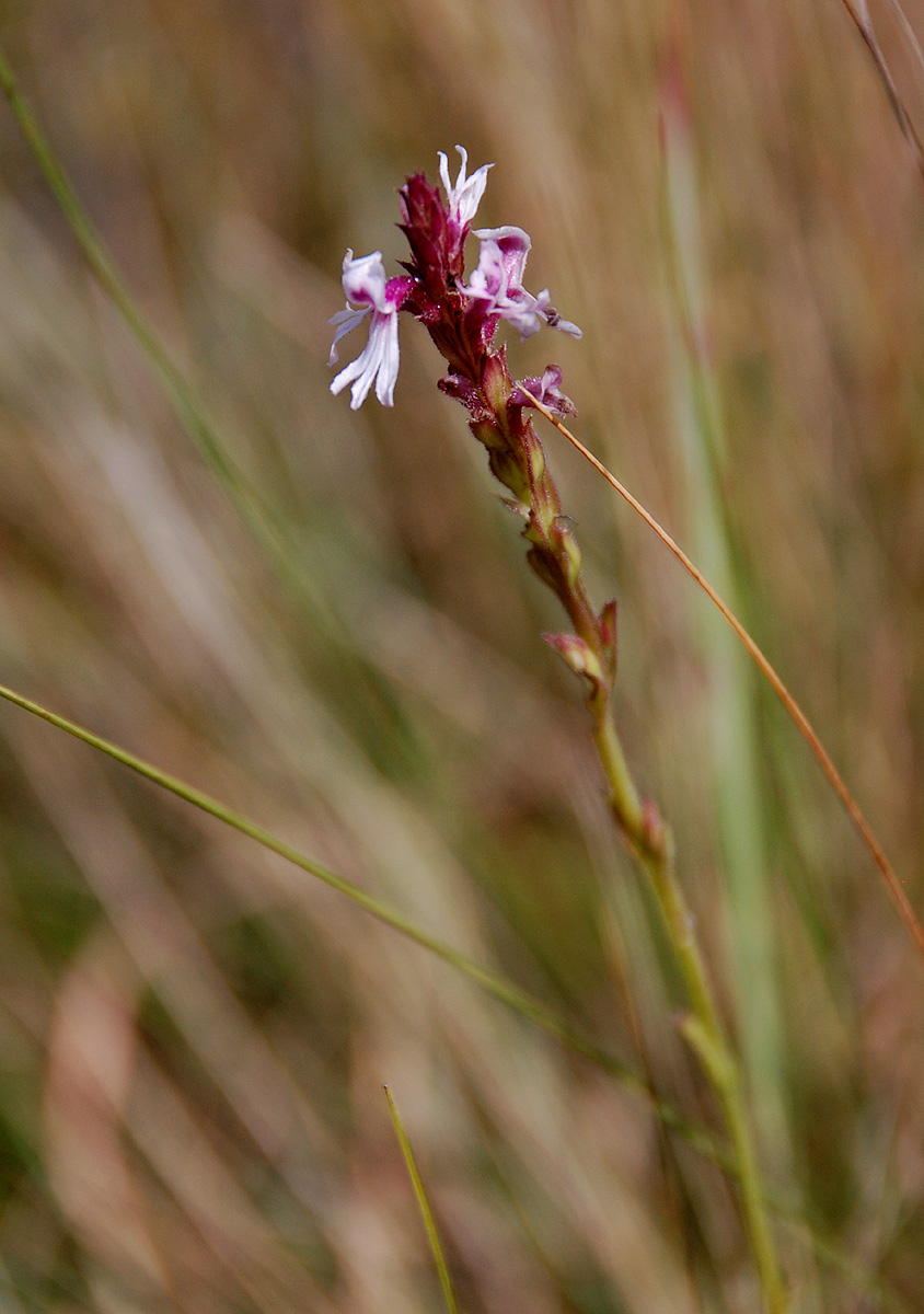 Striga bilabiata subsp. bilabiata