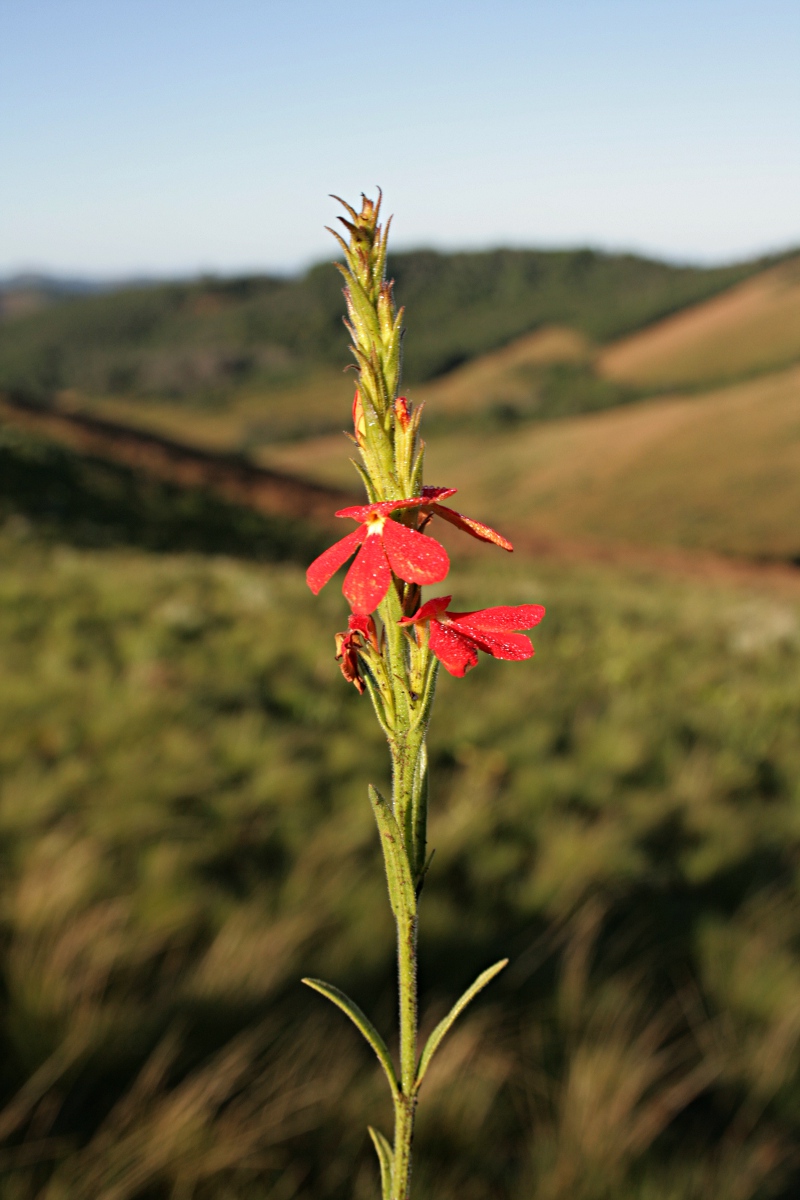 Striga elegans Striga elegans
