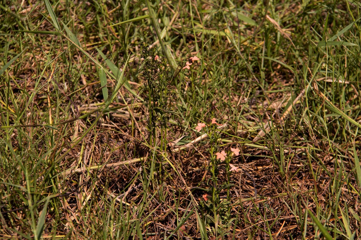 Striga forbesii Striga forbesii