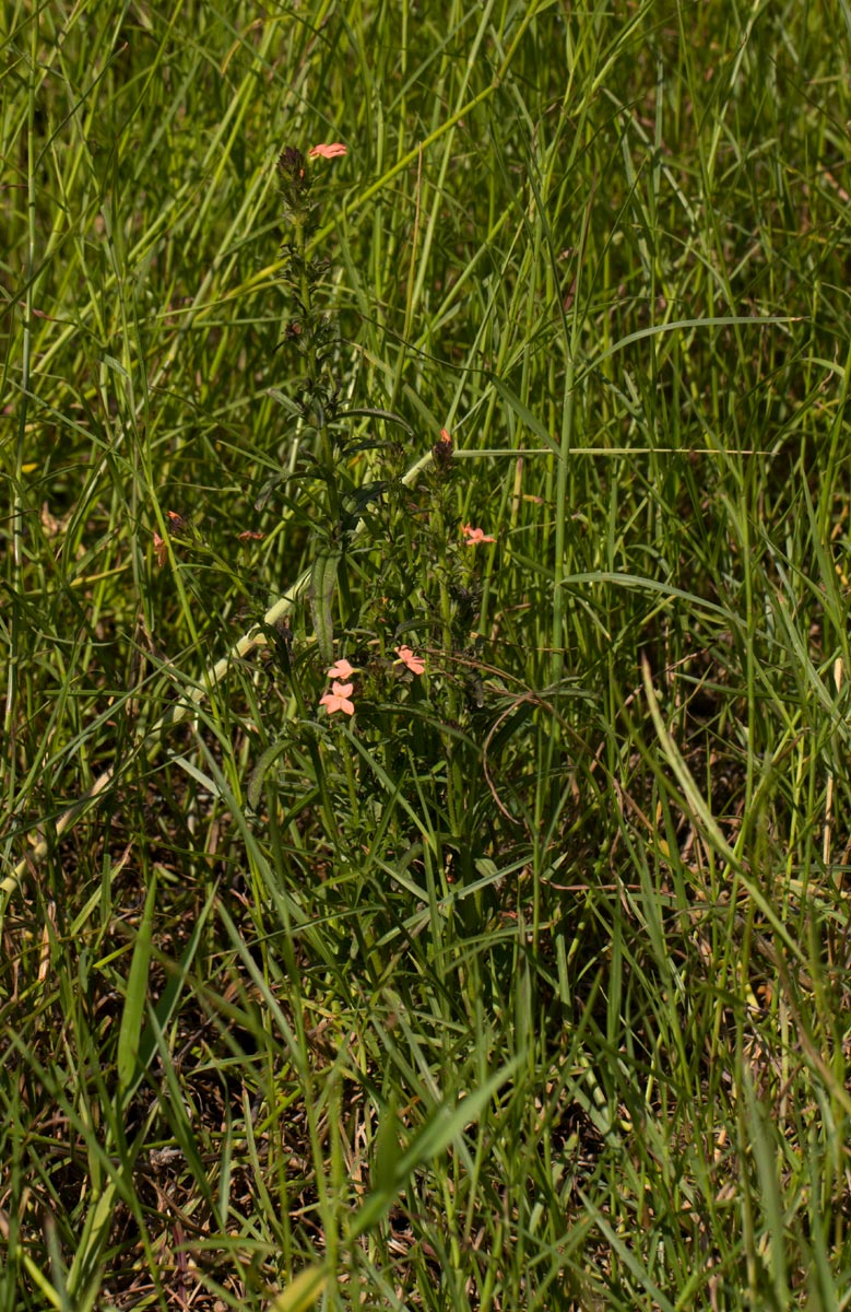 Striga forbesii Striga forbesii