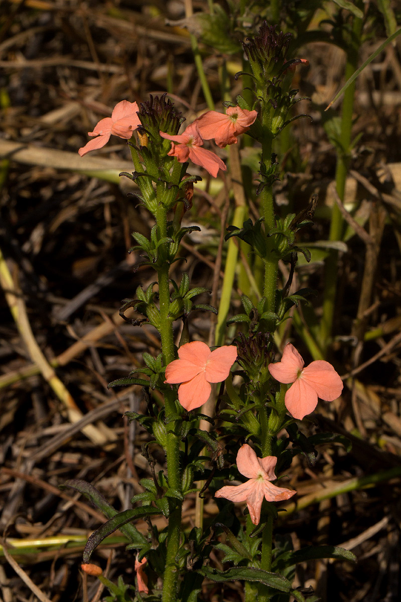 Striga forbesii Striga forbesii