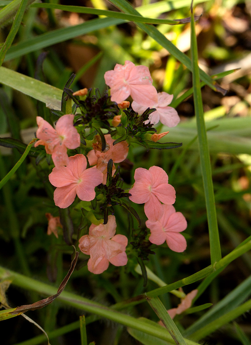 Striga forbesii Striga forbesii