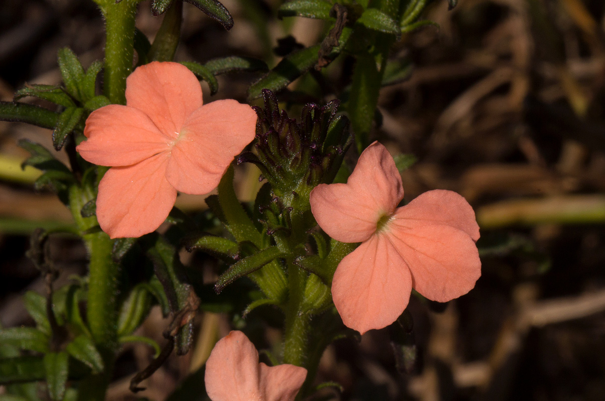 Striga forbesii Striga forbesii
