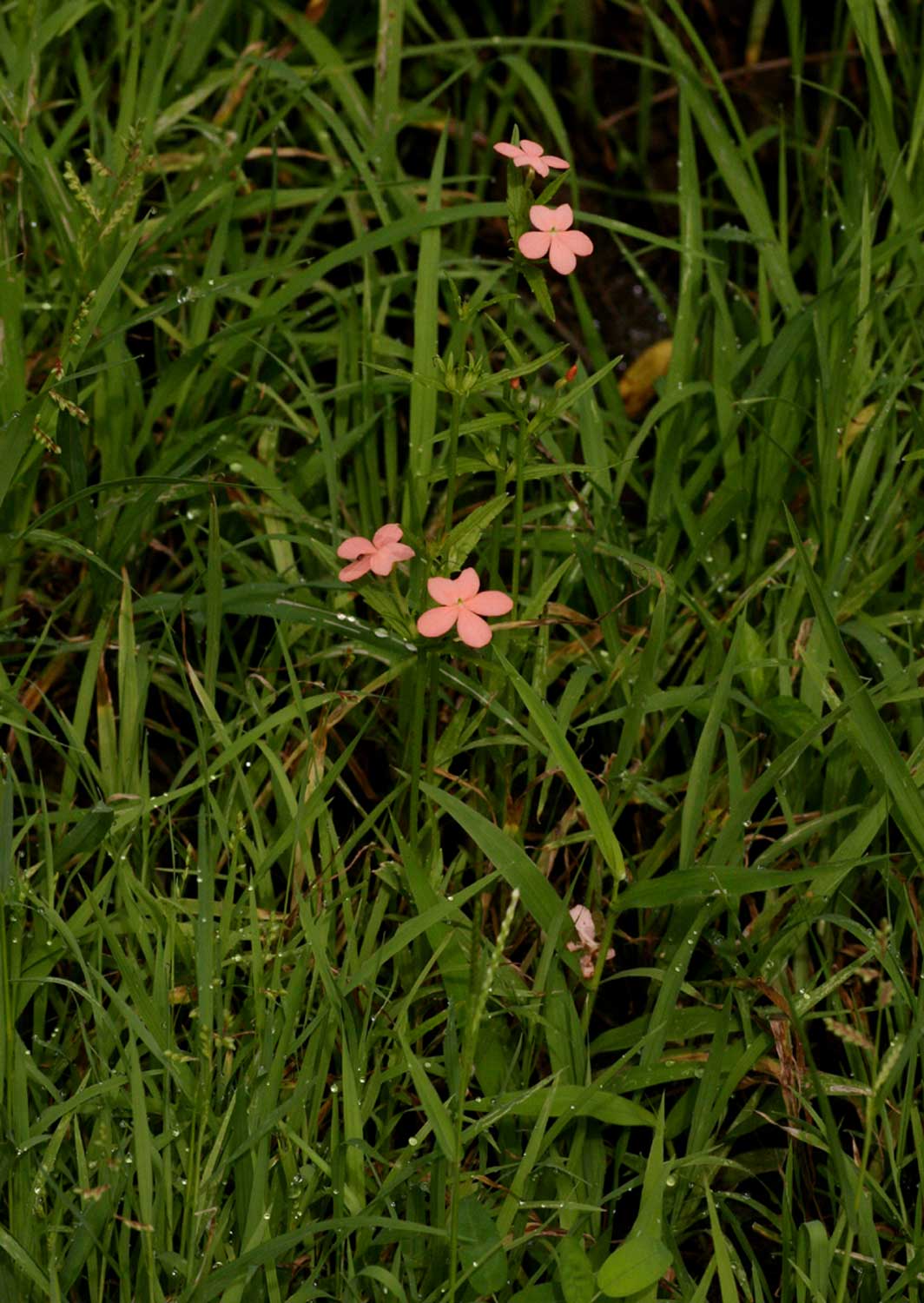 Striga forbesii Striga forbesii