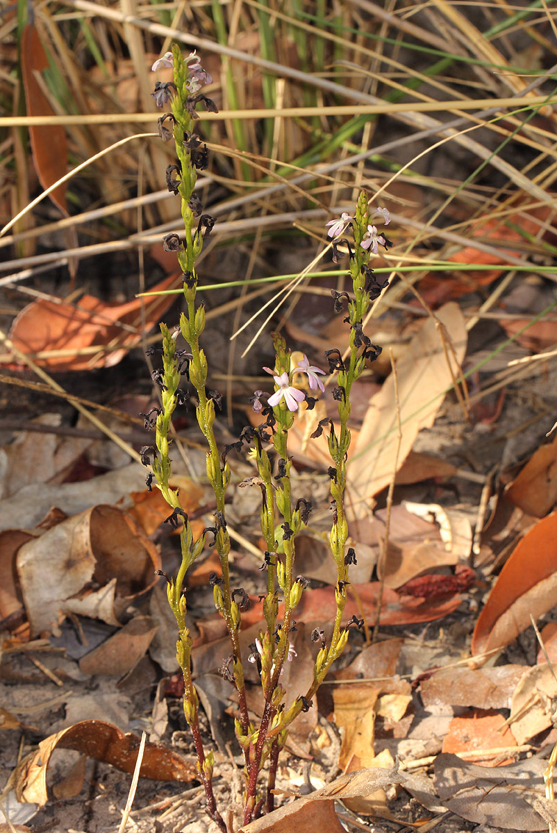 Striga gesnerioides Striga gesnerioides