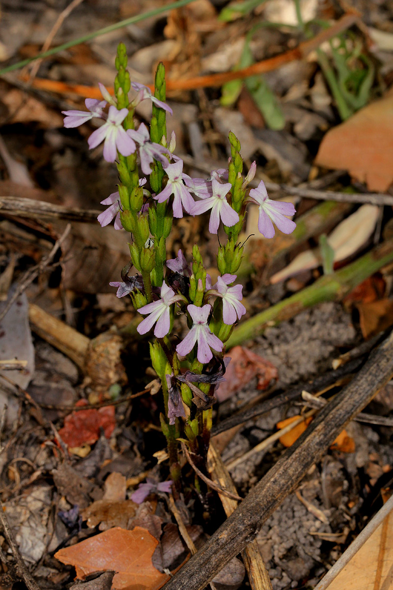Striga gesnerioides Striga gesnerioides