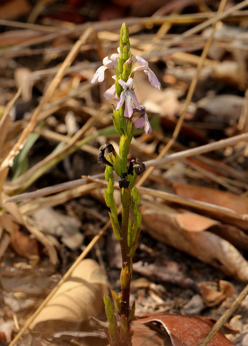 Striga gesnerioides Striga gesnerioides