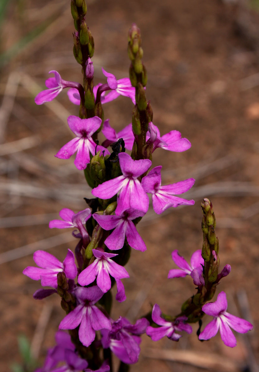 Striga gesnerioides Striga gesnerioides