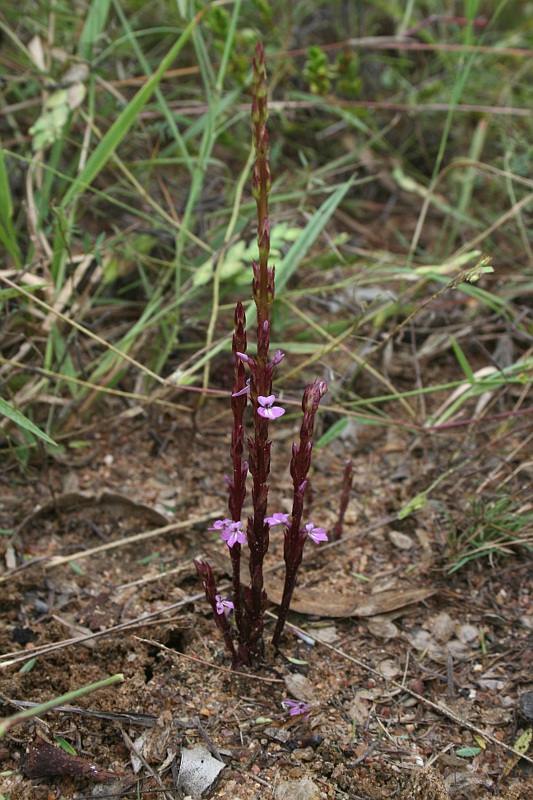 Striga gesnerioides Striga gesnerioides