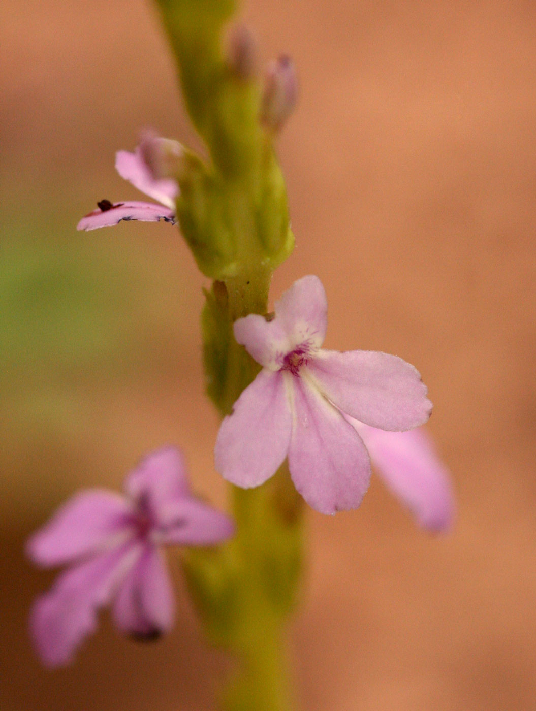 Striga gesnerioides Striga gesnerioides