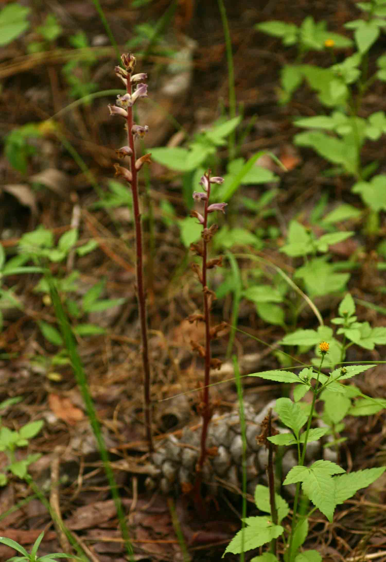 Orobanche minor