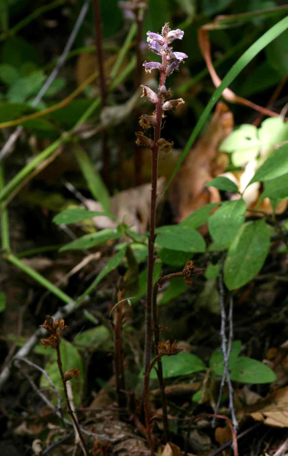 Orobanche minor