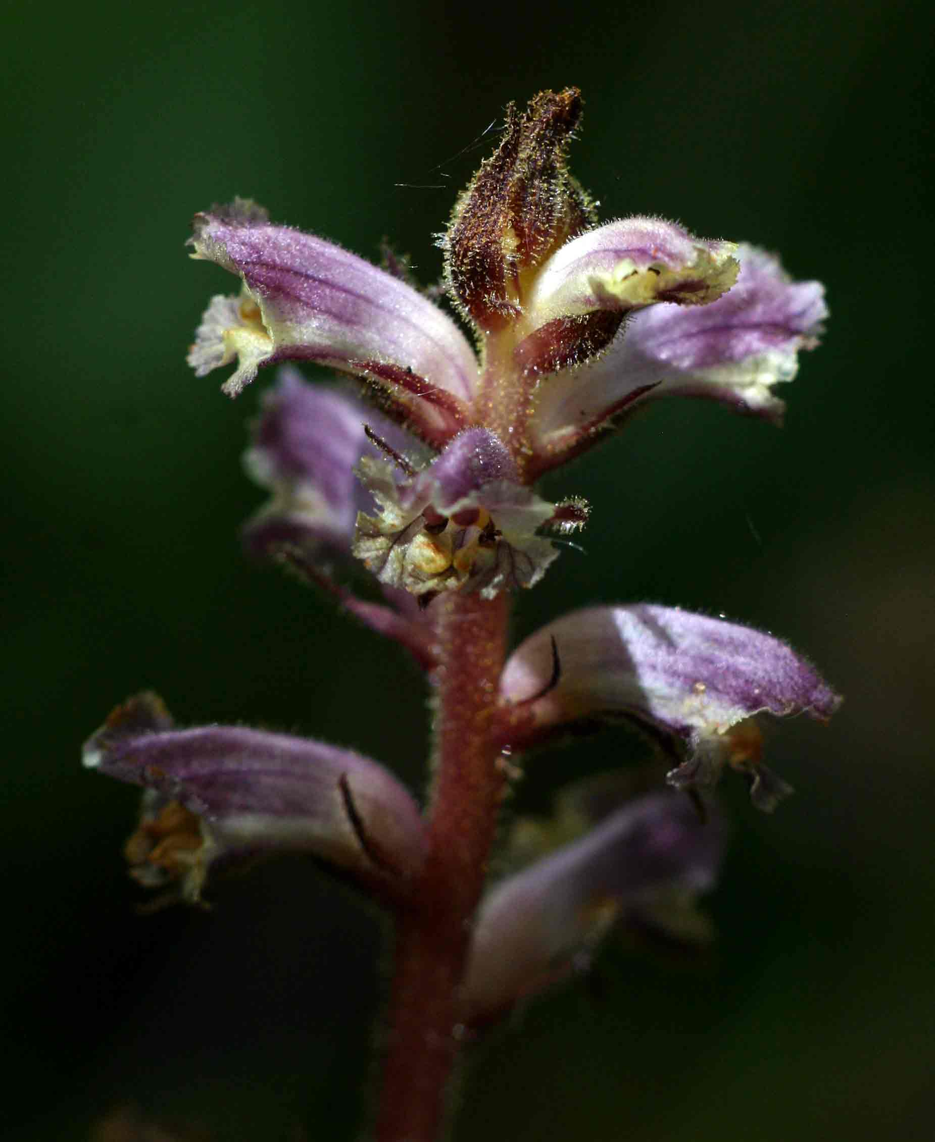 Orobanche minor