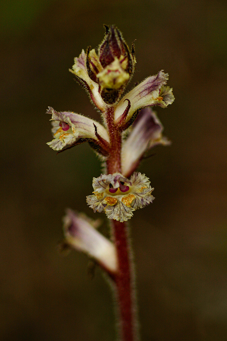Orobanche minor