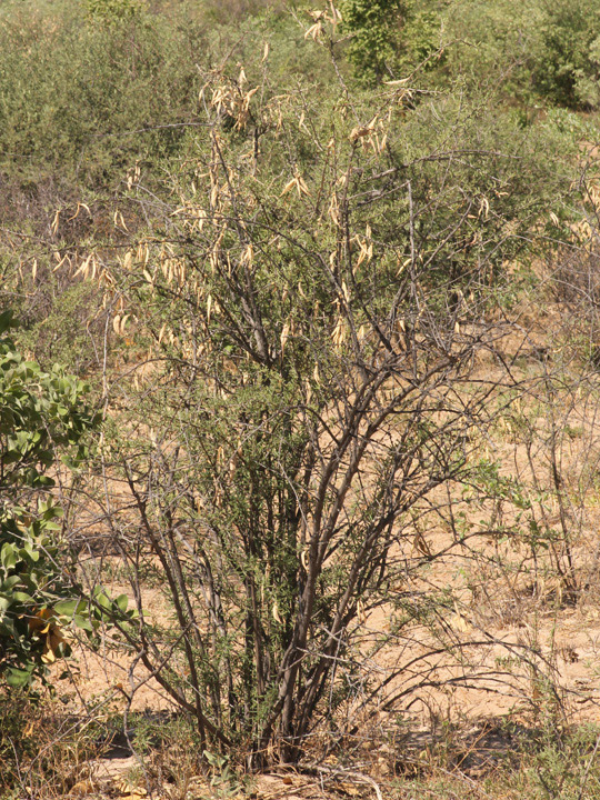 Rhigozum brevispinosum Rhigozum brevispinosum