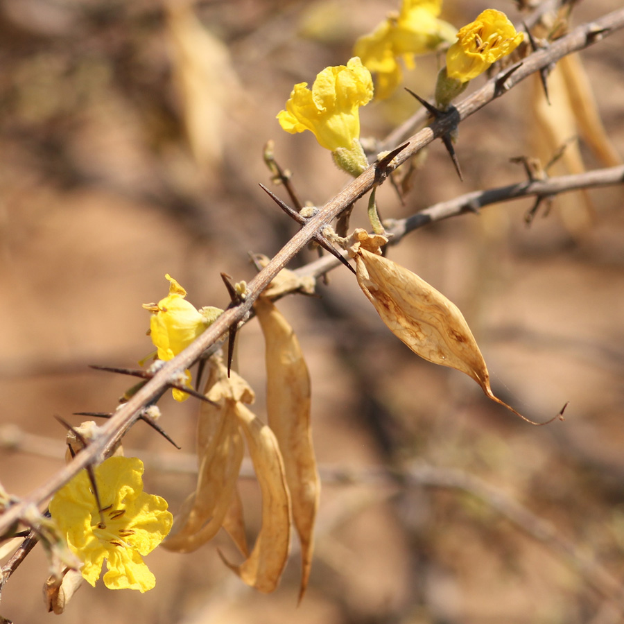 Rhigozum brevispinosum