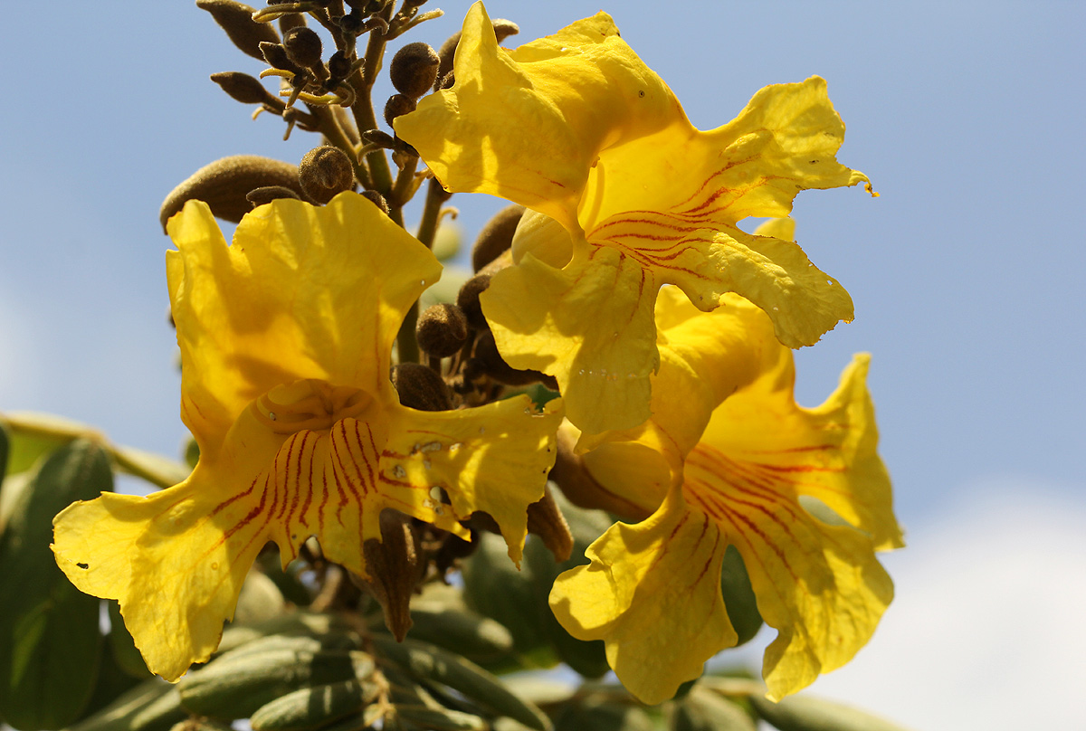 Markhamia obtusifolia