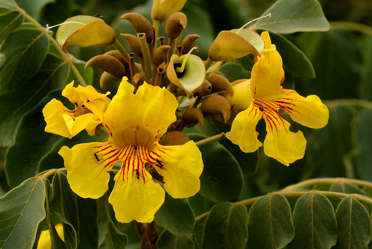 Markhamia obtusifolia