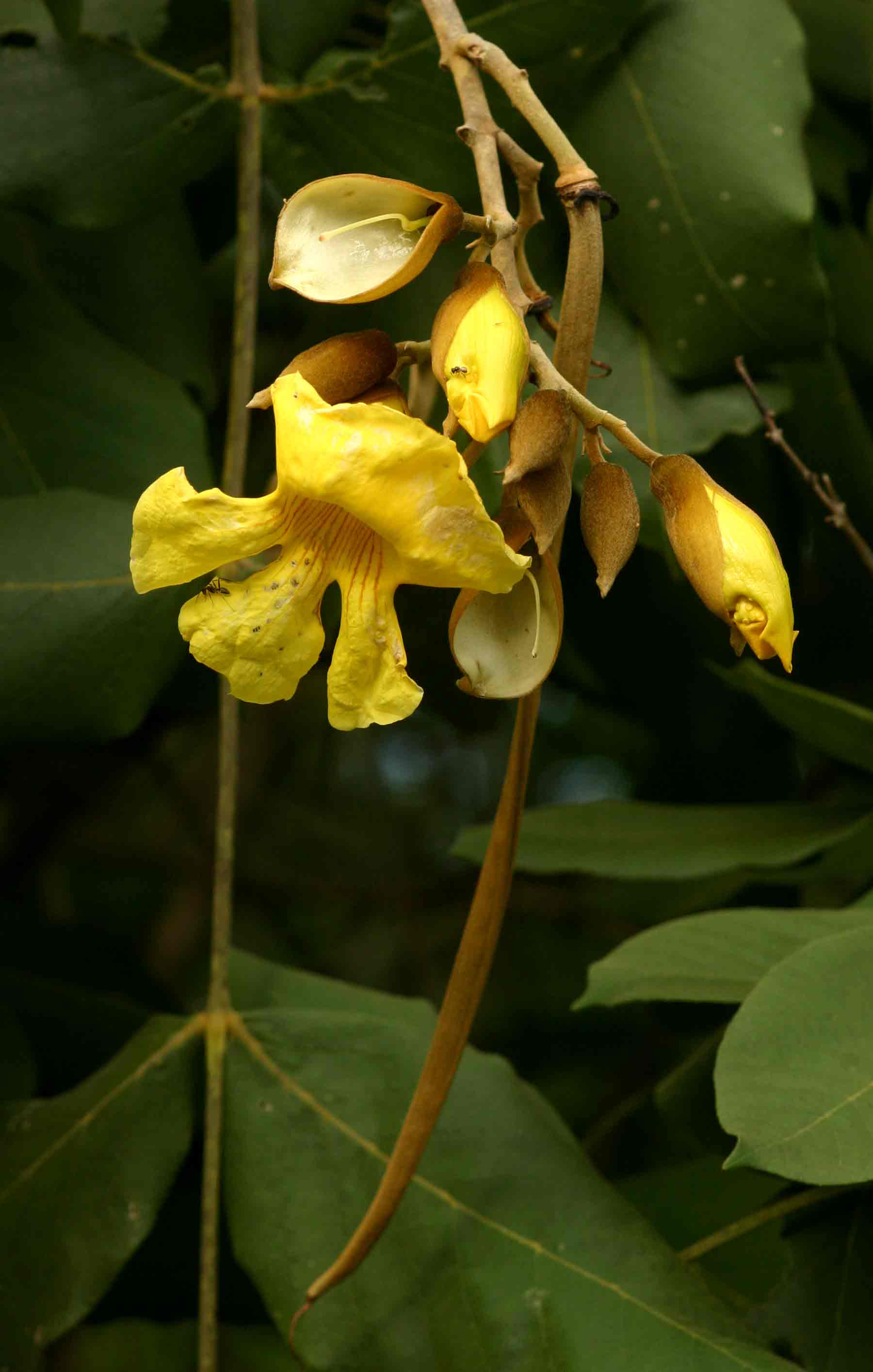 Markhamia obtusifolia