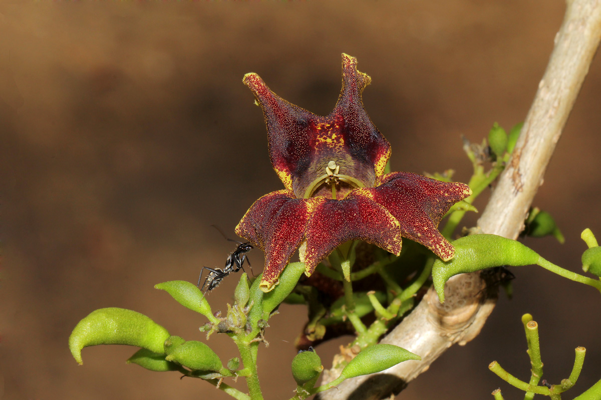 Markhamia zanzibarica