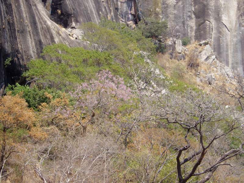 Stereospermum kunthianum