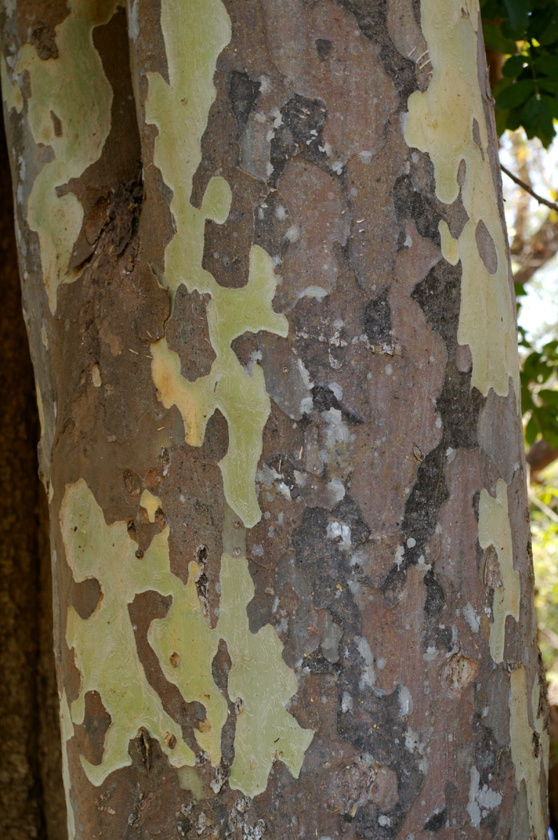 Stereospermum kunthianum