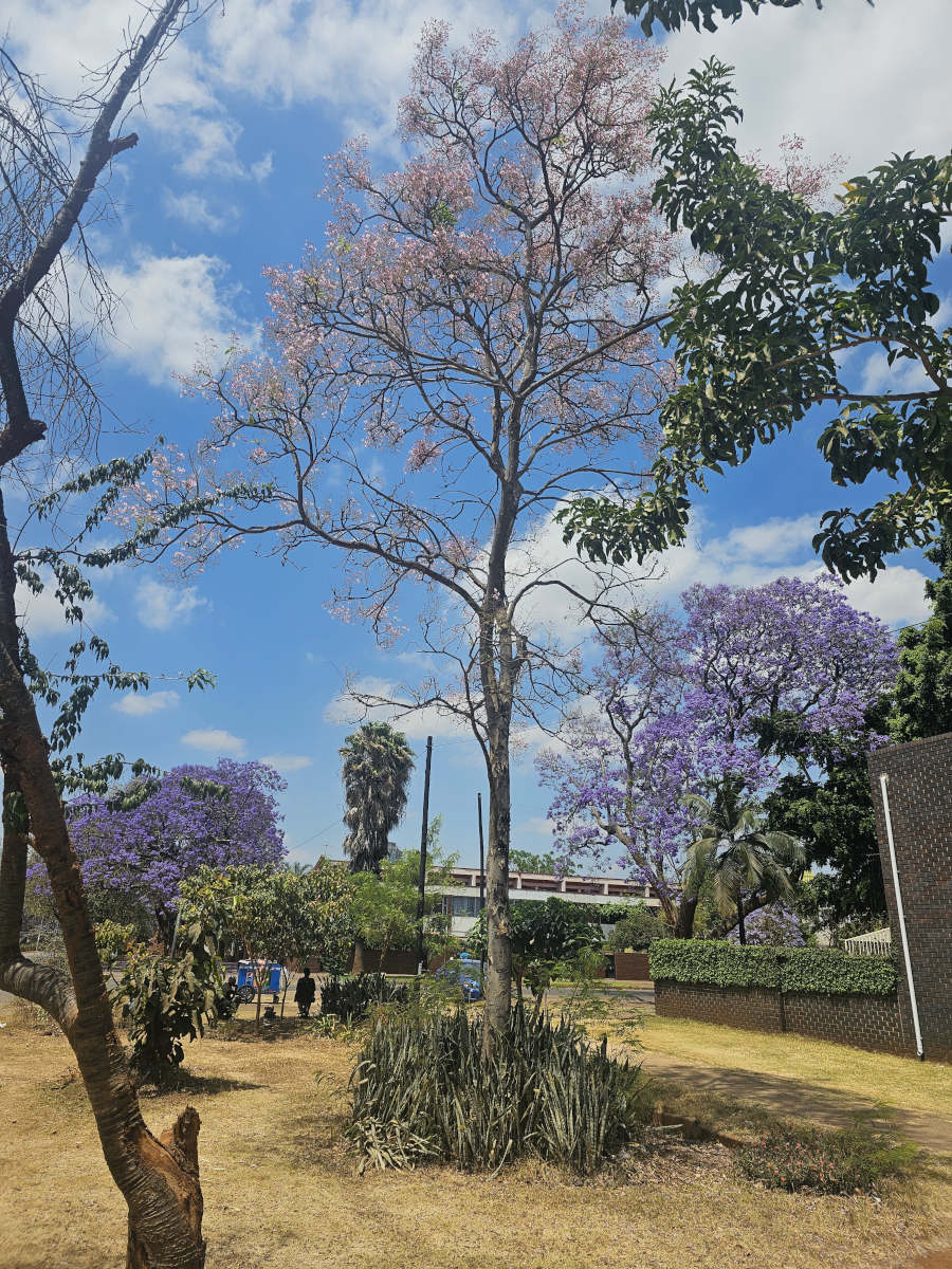 Stereospermum kunthianum Stereospermum kunthianum