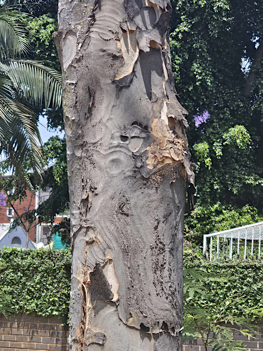 Stereospermum kunthianum Stereospermum kunthianum