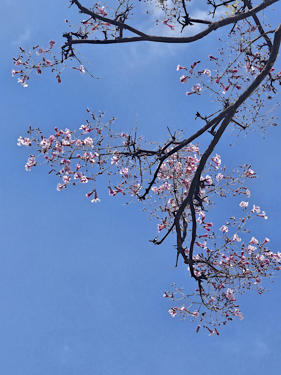 Stereospermum kunthianum Stereospermum kunthianum