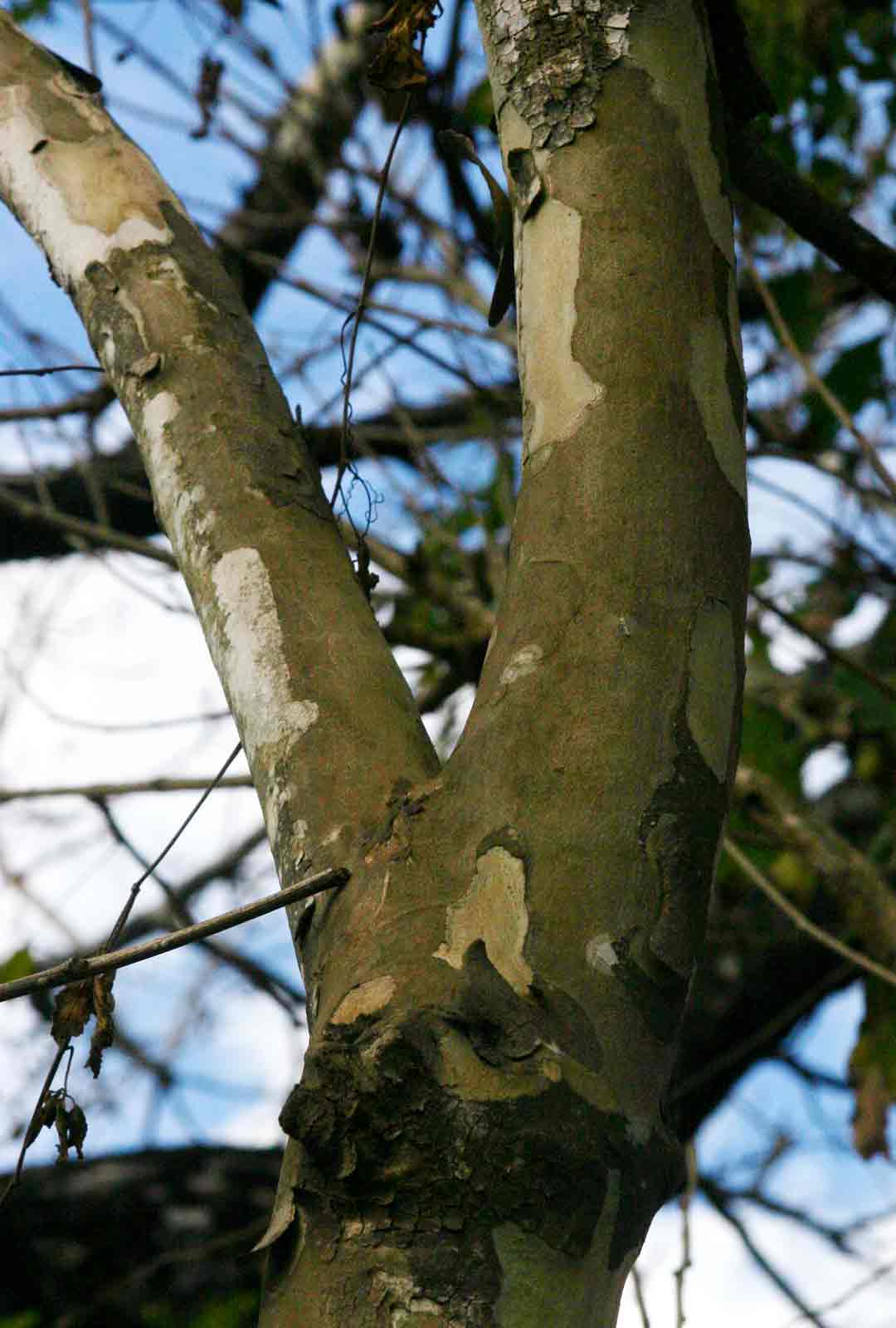 Stereospermum kunthianum