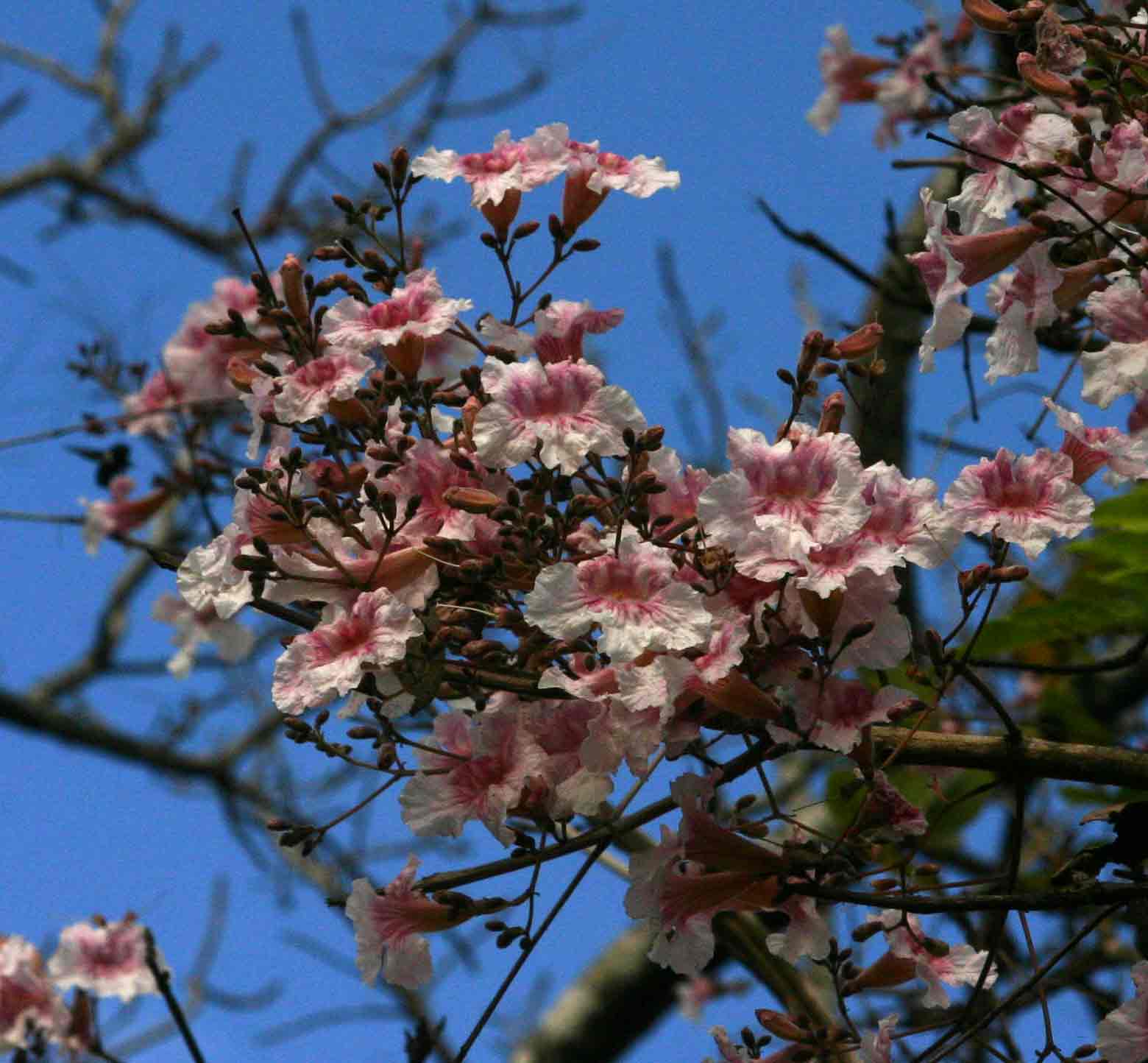 Stereospermum kunthianum