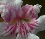 Stereospermum kunthianum