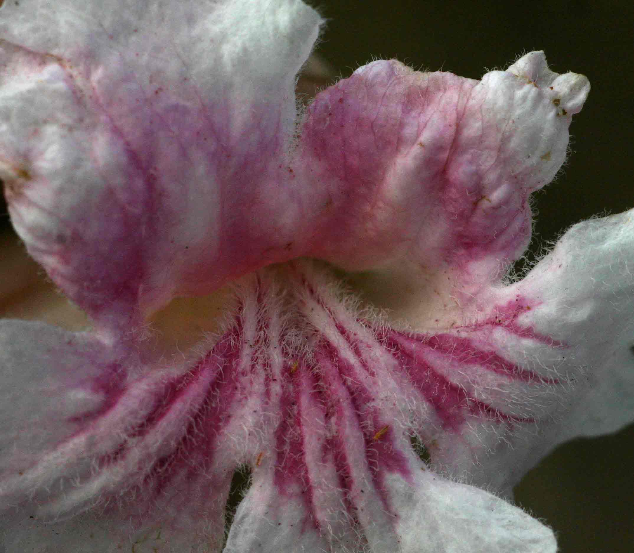 Stereospermum kunthianum