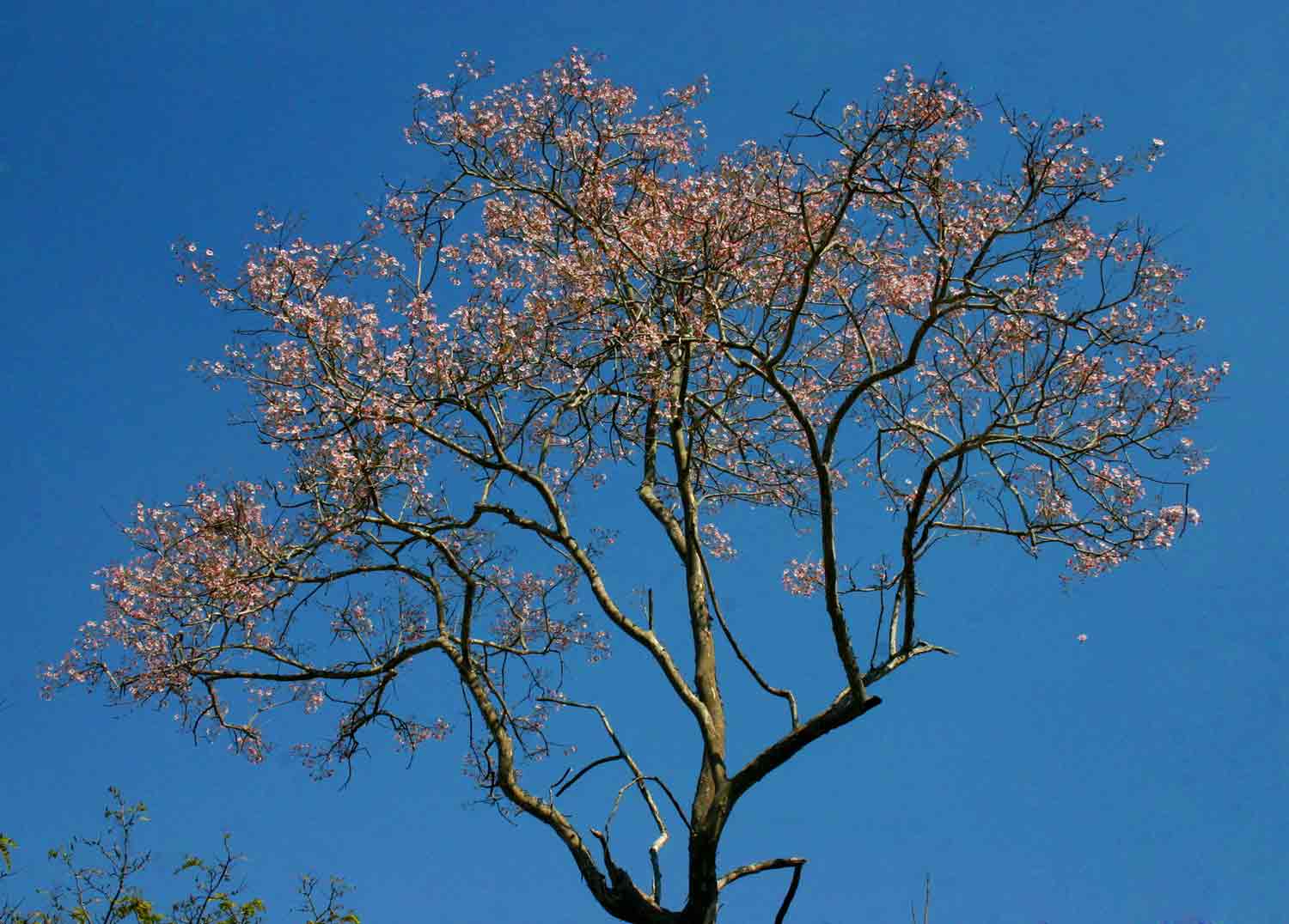 Stereospermum kunthianum