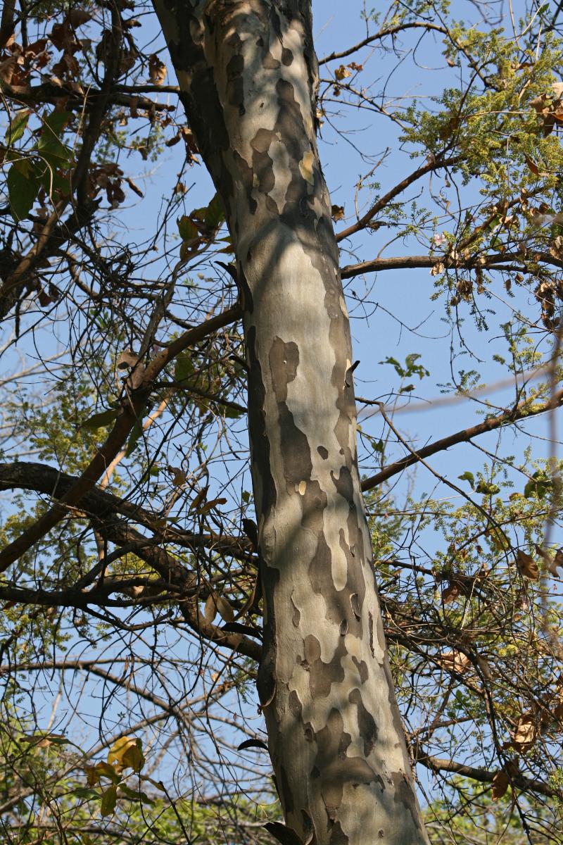 Stereospermum kunthianum